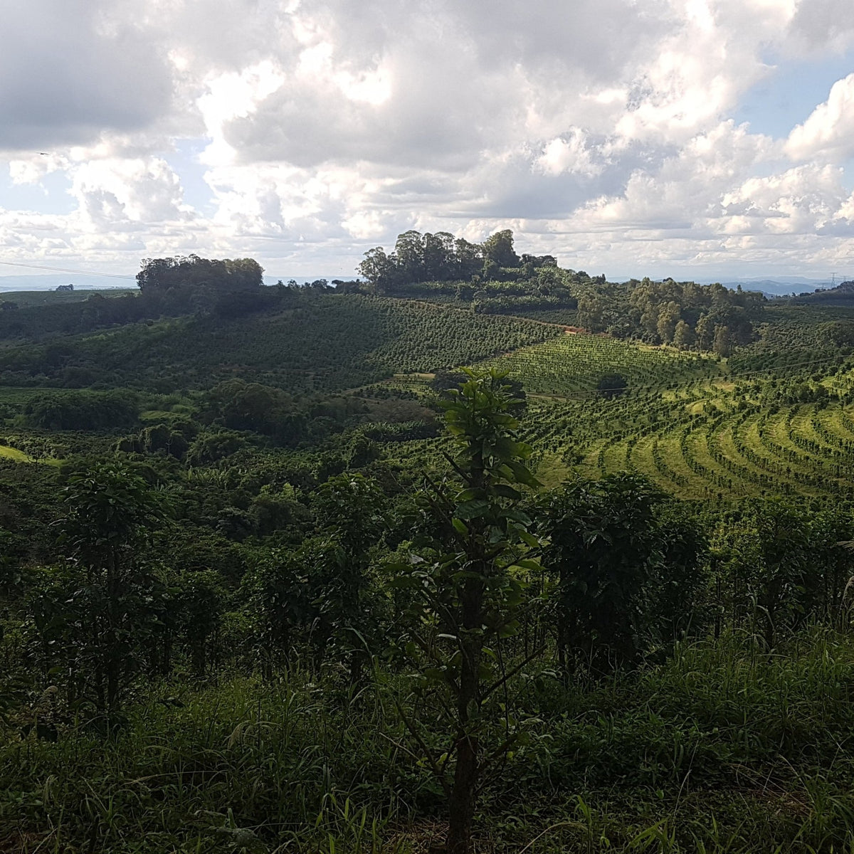 Café Brésil PEABERRY - LOUTSA Torréfacteur
