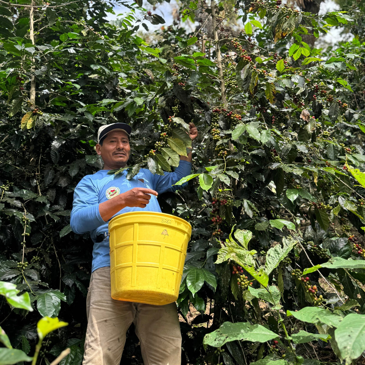 CAFÉ PÉROU PACHAMAMA BIO - LOUTSA Torréfacteur