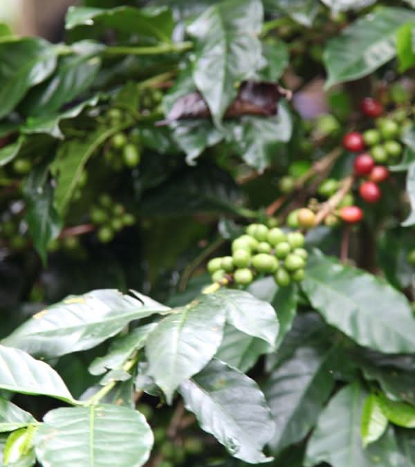 KETIARA GAYO BIO. - LOUTSA Torréfacteur