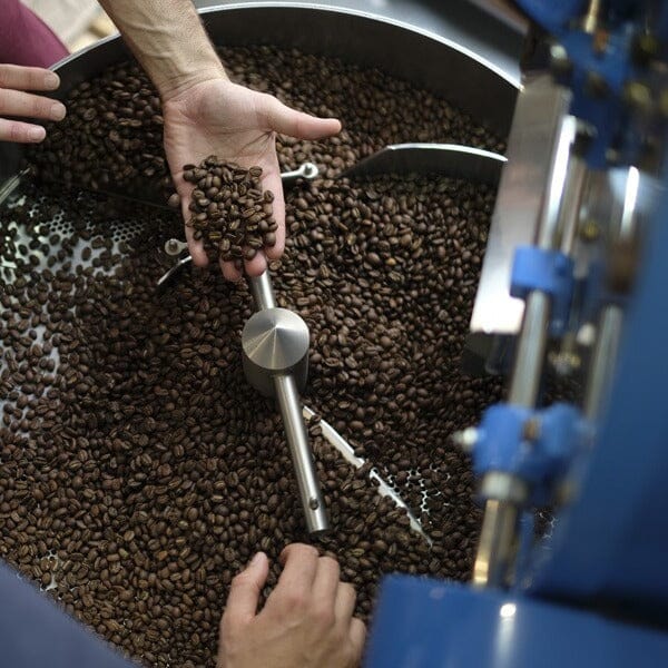Comment bien choisir son café en grains ? - LOUTSA Torréfacteur