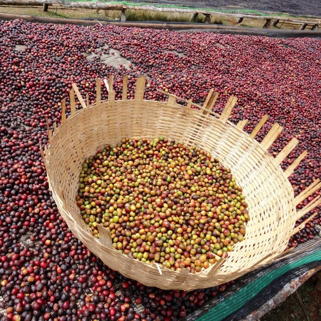 Le café chelchele d'éthiopie : floral et délicat - LOUTSA Torréfacteur