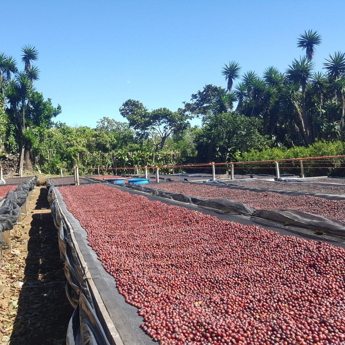 Le café finca las brisas gourmand et responsable - LOUTSA Torréfacteur