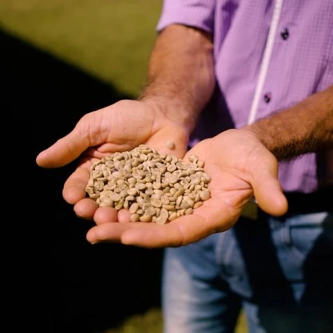 Café Brésil PEABERRY - LOUTSA Torréfacteur