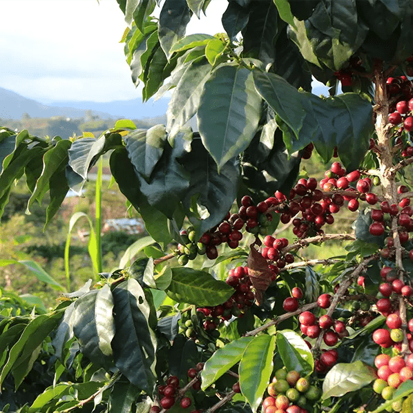Café Grand Cru EL TRIUNFO - LOUTSA Torréfacteur