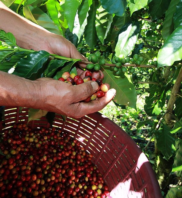 Café Panama DON CUBILLA Baru - LOUTSA Torréfacteur