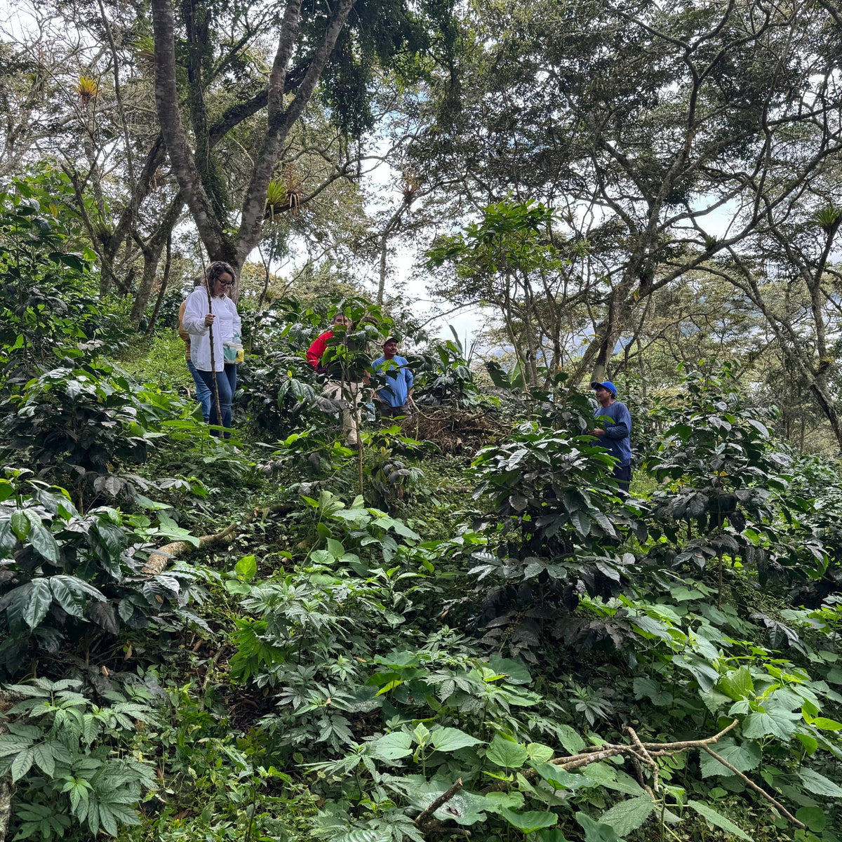 CAFÉ PÉROU PACHAMAMA BIO - LOUTSA Torréfacteur