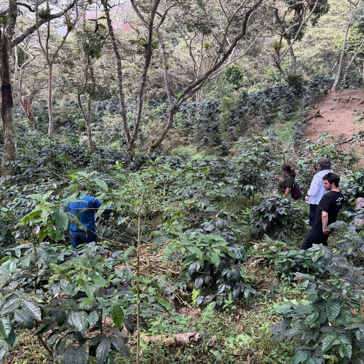 CAFÉ PÉROU PACHAMAMA BIO - LOUTSA Torréfacteur