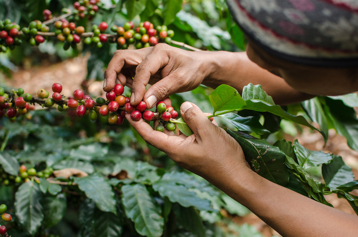 gros plan sur les mains d'un individu récoltant des cerises de café