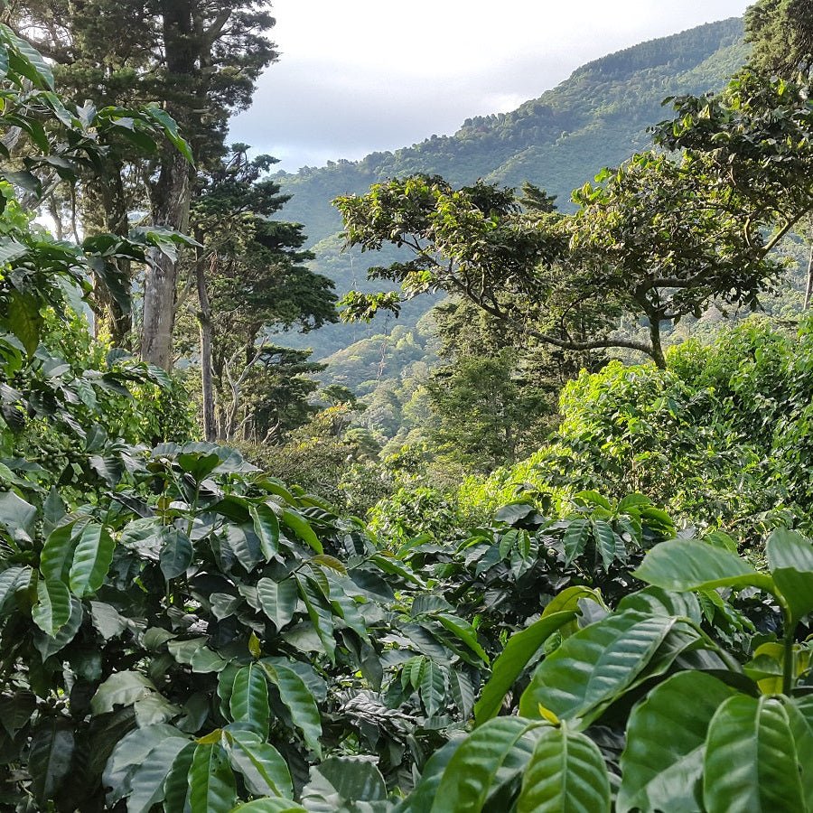 Café SALVADOR APAÑEA - LOUTSA Torréfacteur