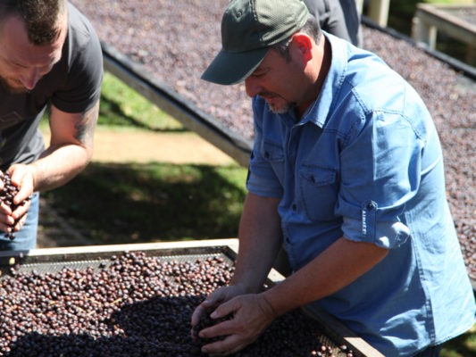 PRODUCTEURS ÉTALANT LES CERISES DE CAFÉ SUR DES LITS DE SÉCHAGE