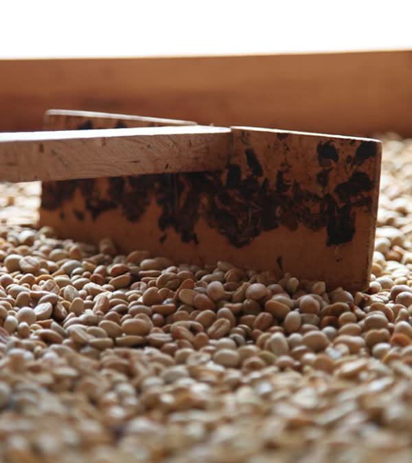 ESPRESSO BIO. - LOUTSA Torréfacteur