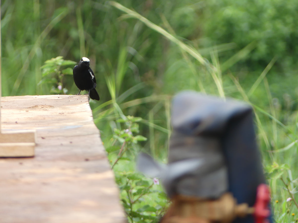 gros plan sur un oiseau posé sur le bord d'une planche en bois dans une plantation 