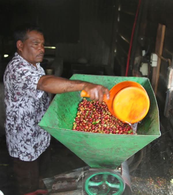 KETIARA GAYO BIO. - LOUTSA Torréfacteur
