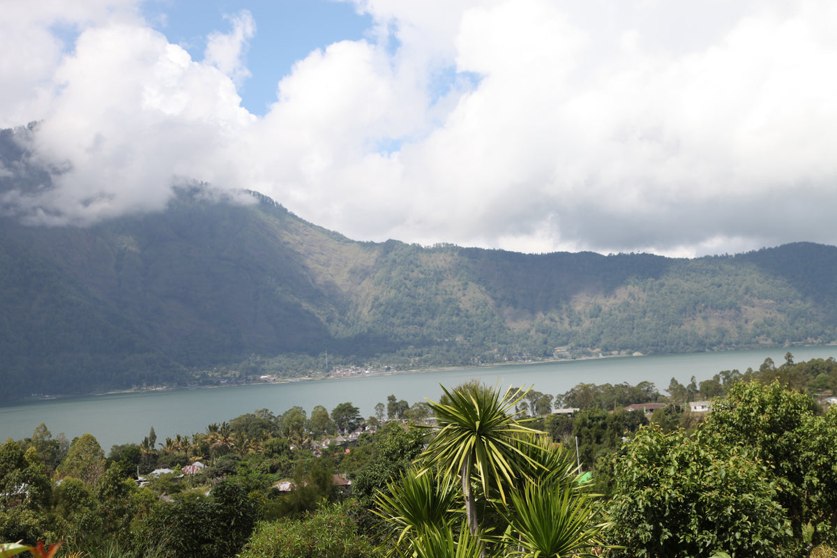 Paysage à Bali où pousse le café de spécialité 