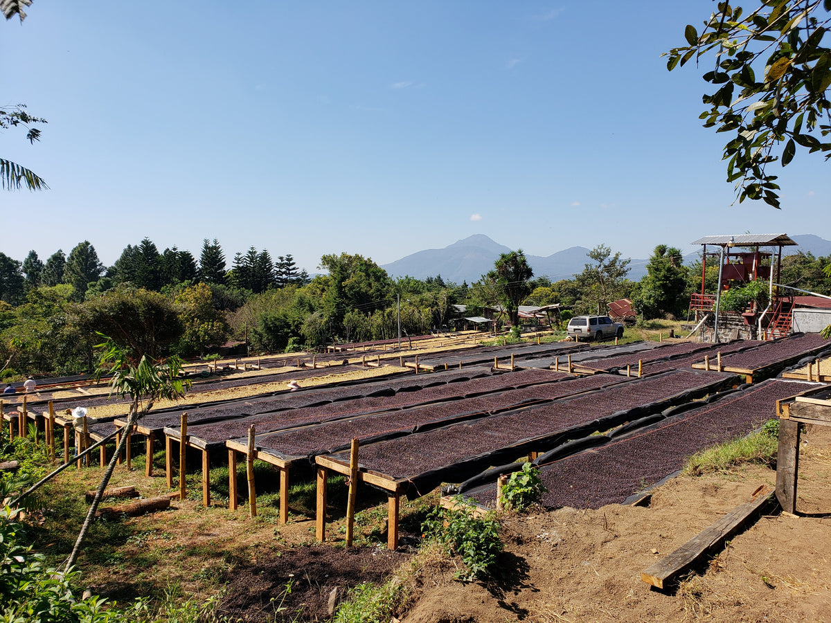 Lits de séchage africains pour le café, au milieu de la flore colombienne.