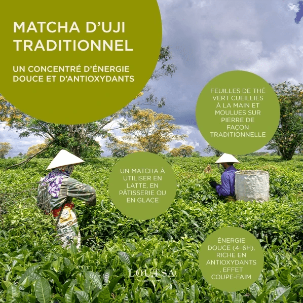MATCHA - LOUTSA Torréfacteur