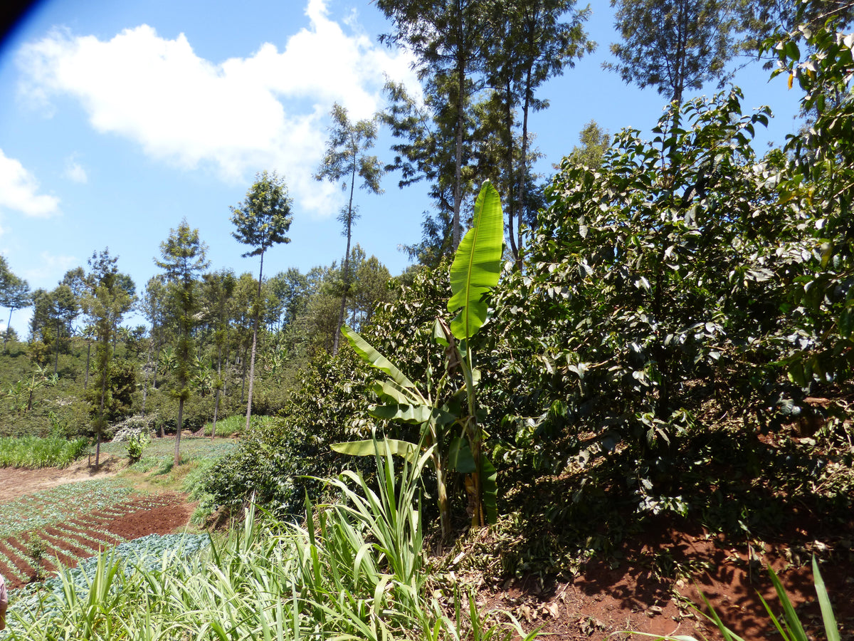 Un bananier planté au centre d'une plantation de café dans la forêt sauvage
